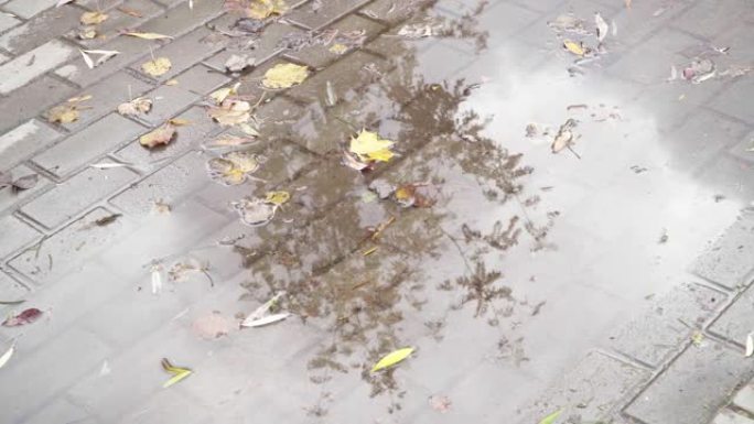 秋叶漂浮在街道水坑上。木材在水中的反射