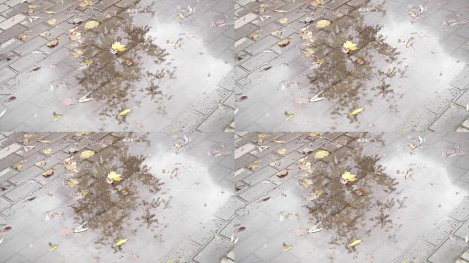 秋叶漂浮在街道水坑上。木材在水中的反射