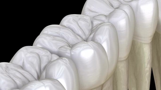 下颌牙齿，宏观视图。医学上精确的牙齿3D动画。