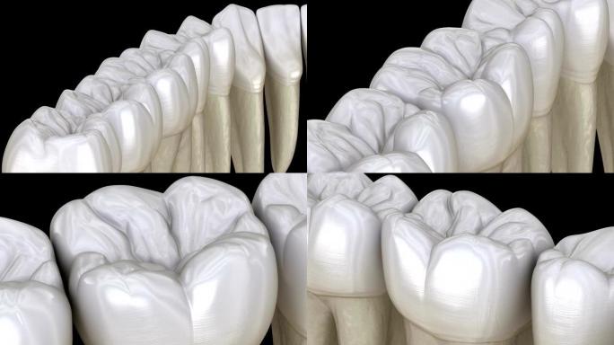 下颌牙齿，宏观视图。医学上精确的牙齿3D动画。