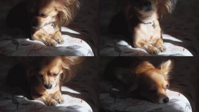 可爱的有趣的长毛吉娃娃狗睡在格子上。非常可爱的宠物。美丽的遮阳帘
