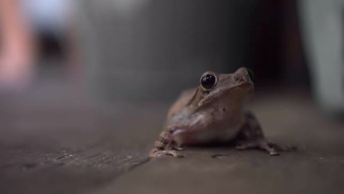 可爱的青蛙只是站在木屋里不动。特写。上镜。