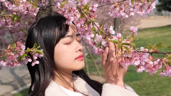 美丽的中国年轻女子穿着白大褂，拿着粉红色的樱花树枝，闭上眼睛，享受微风吹拂她黑色的长发，春天的美丽，