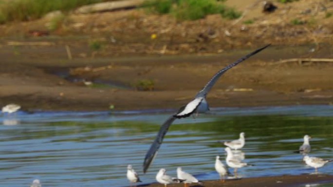 鸟幼大黑头鸥 (Larus ichthyaetus) 完成飞行并着陆。