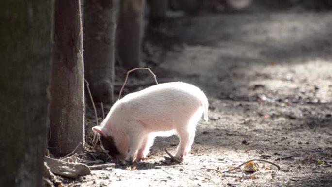 森林里树下的小猪在地上挖