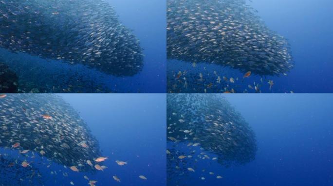 鱼饵球/库拉索岛附近加勒比海珊瑚礁中的鱼群