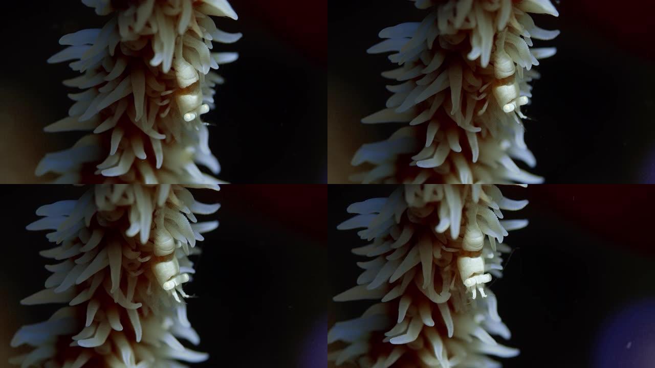 鞭状珊瑚虾，Dasycaris zanzibarica藏在鞭状cora中
