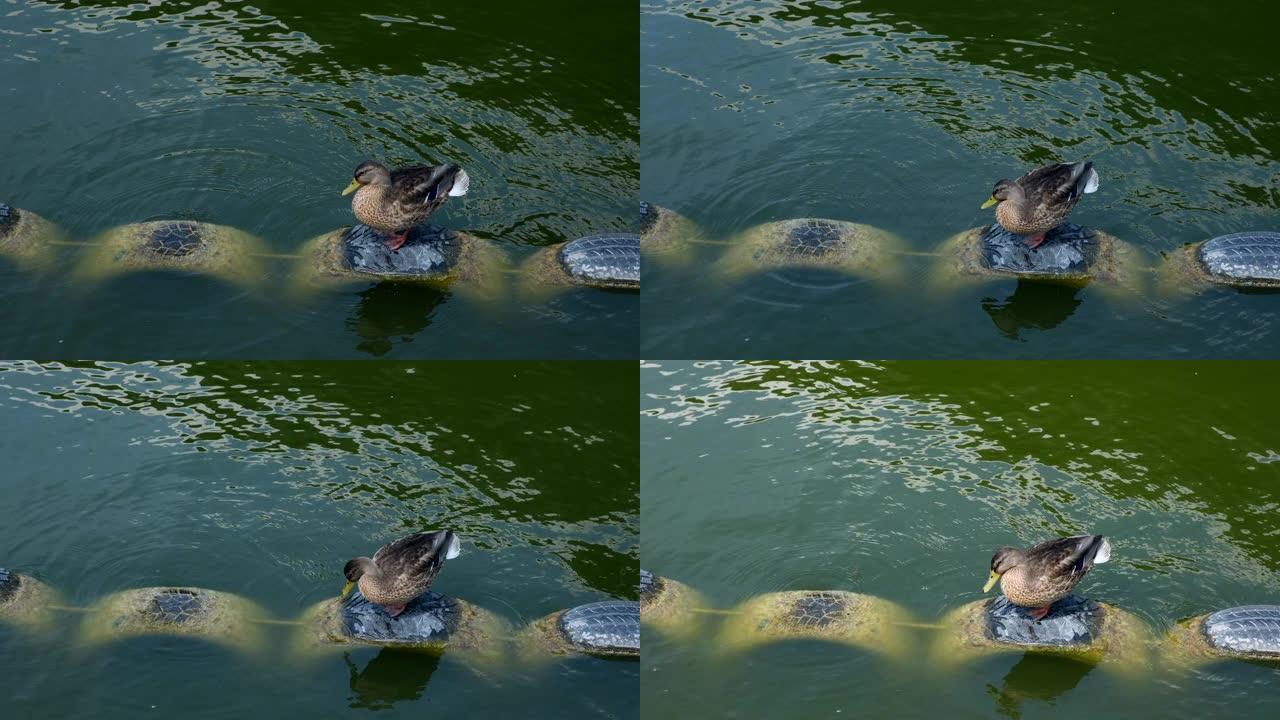它们栖息地的野鸭。一只鹅在城镇公园的湖边刷羽毛