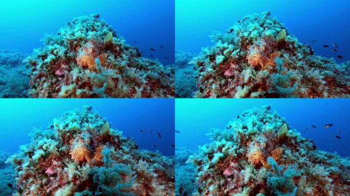 暗礁中的水下场景红色蝎子鱼