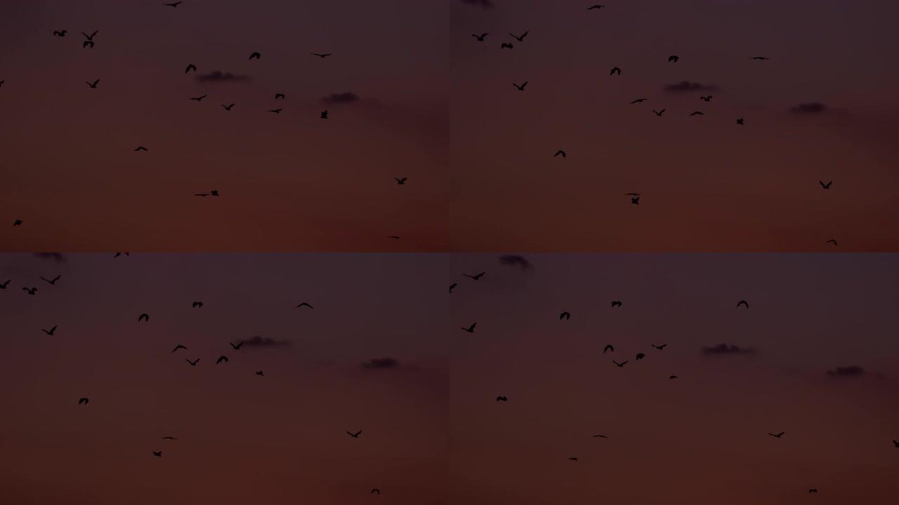 多莉拍摄了日落之后飞舞的果蝠群
