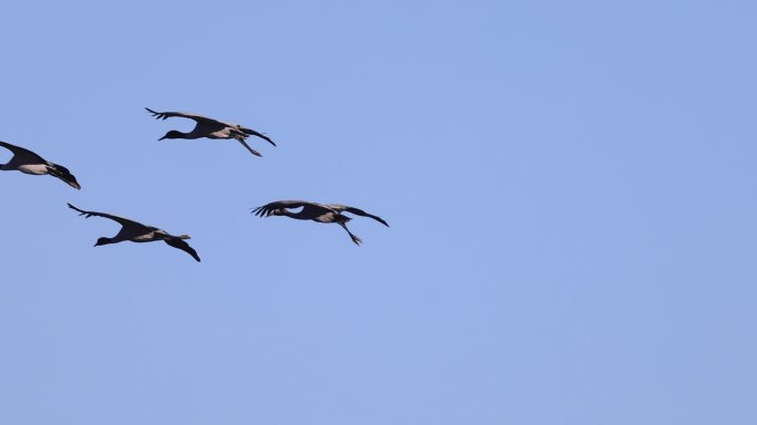 四只黑颈鹤在蓝天中飞行的升格视频