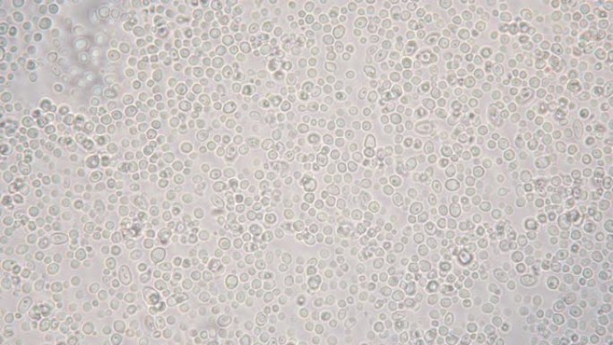 显微镜下发芽的酵母细胞。