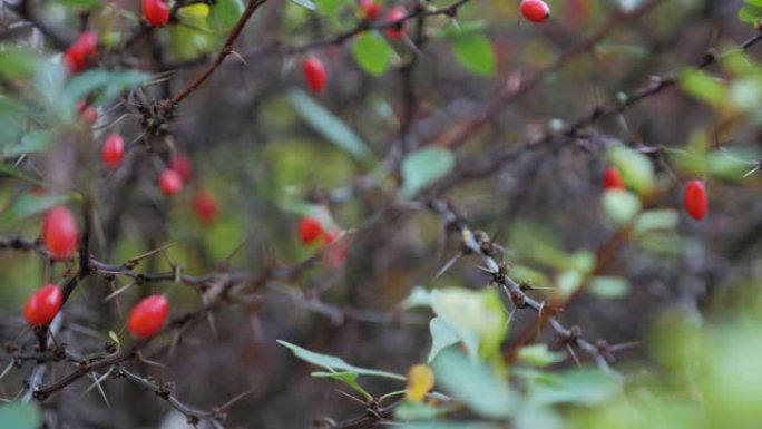 小檗的红色成熟浆果悬挂在灌木丛中。巴伯里的多刺灌木特写。