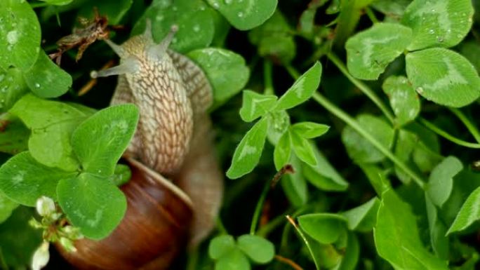 蜗牛在草丛中爬行并进食