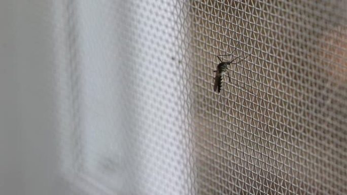 埃及伊蚊。关闭蚊子丝网上的蚊子