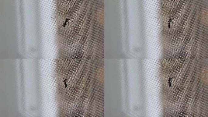 埃及伊蚊。关闭蚊子丝网上的蚊子