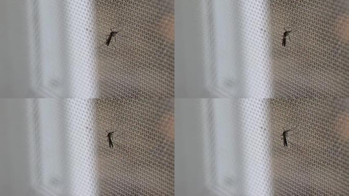 埃及伊蚊。关闭蚊子丝网上的蚊子