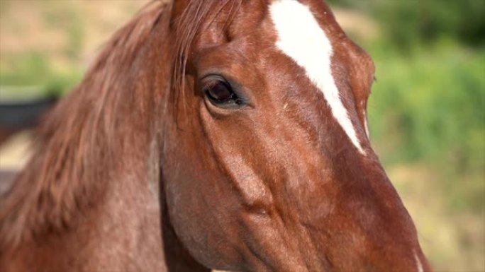特写美丽的棕色马头和眼睛的肖像