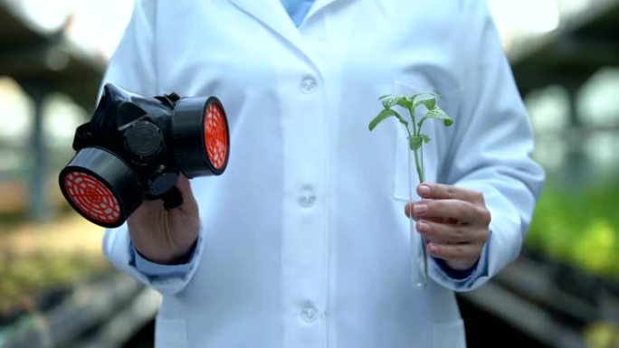 科学家将幼苗放在烧瓶和面罩中，使用农用化学品