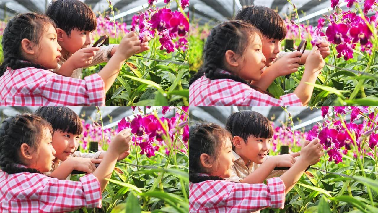 哥哥姐姐用放大镜照耀兰花，在课堂外学习人与自然的概念