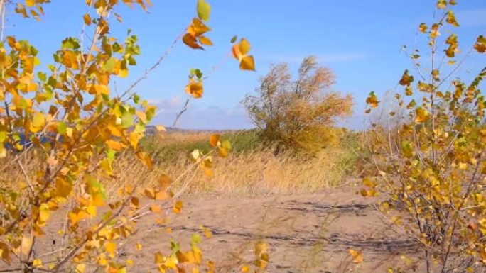 空旷的沙滩，芦苇和带有黄色秋叶的灌木丛