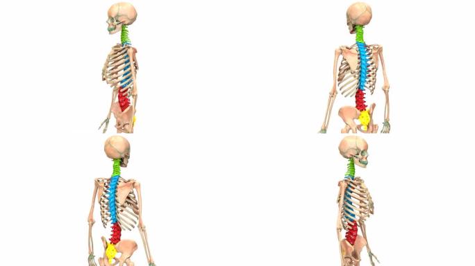 人体骨骼系统脊柱解剖