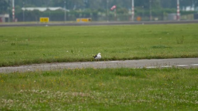 阿姆斯特丹机场的海鸥