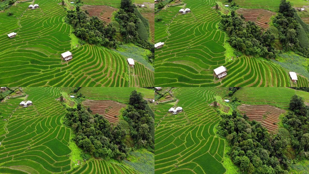 航拍稻田，稻田梯田和山坡向上倾斜。泰国稻田鸟瞰图。梅洪森Maelanoii的稻田。是泰国美丽的旅游胜
