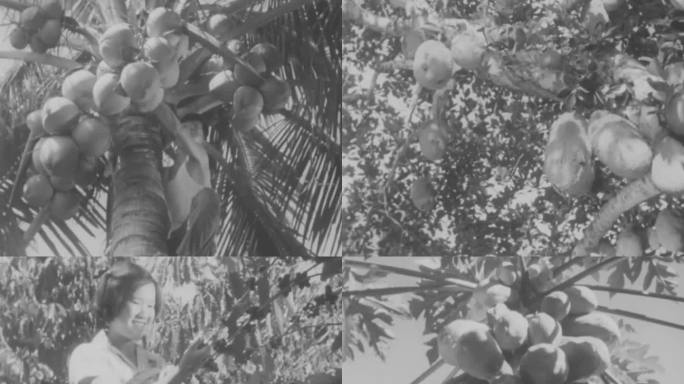 海南岛 椰子 咖啡 水果 丰收 60年代