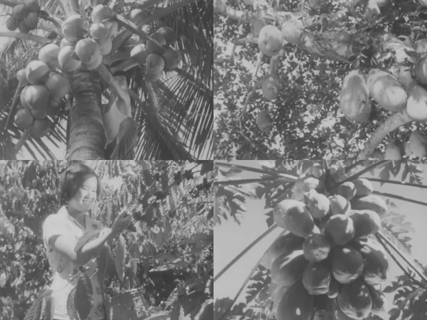 海南岛 椰子 咖啡 水果 丰收 60年代