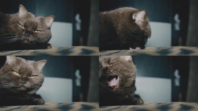 英国猫在睡前洗脸