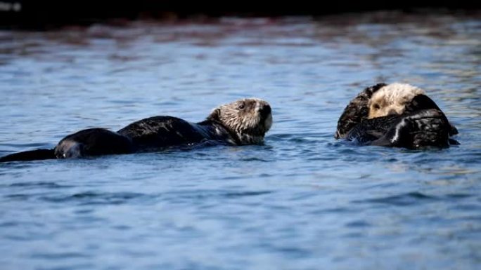 海獭黄鼠狼家族、海洋、一种动物