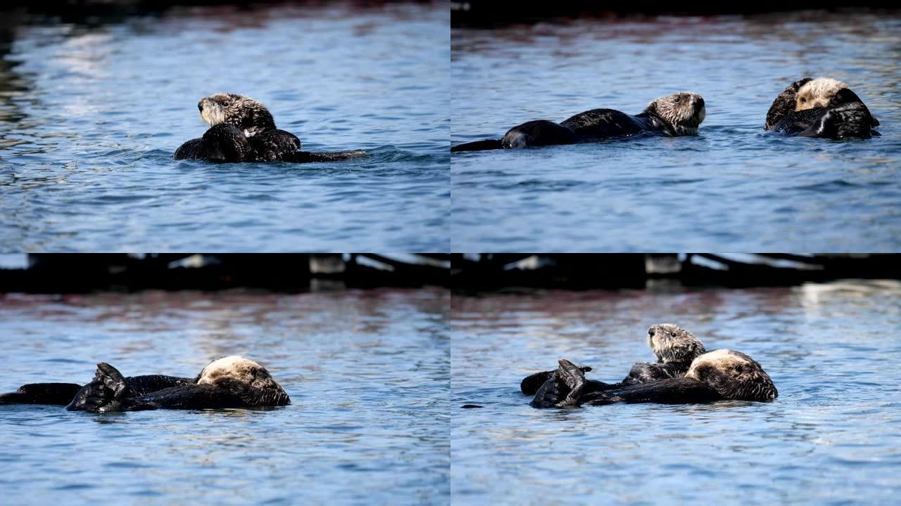 海獭黄鼠狼家族、海洋、一种动物