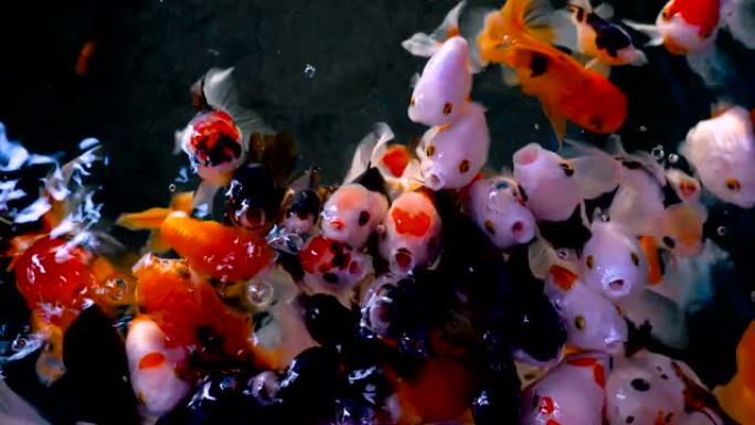 美丽的金鱼群在池塘里游泳，金鱼可爱的动物装饰在房子里，特写顶视图视频4k分辨率