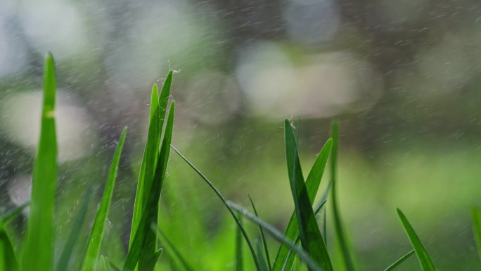 春天生机小草雨露风雨下雨