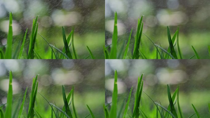 春天生机小草雨露风雨下雨