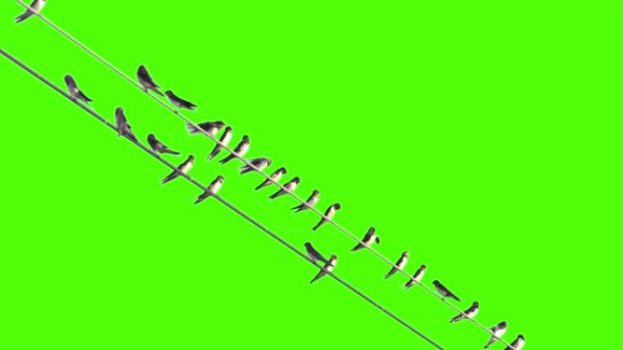 一群鸟呆在电线周围。绿屏动物。绿屏。背景。