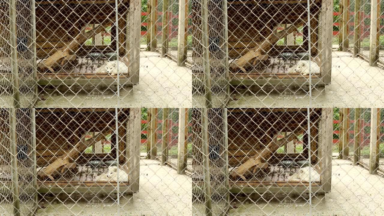 一只美丽的白狐狸躺在动物园的笼子里，看着相机