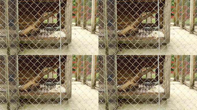 一只美丽的白狐狸躺在动物园的笼子里，看着相机