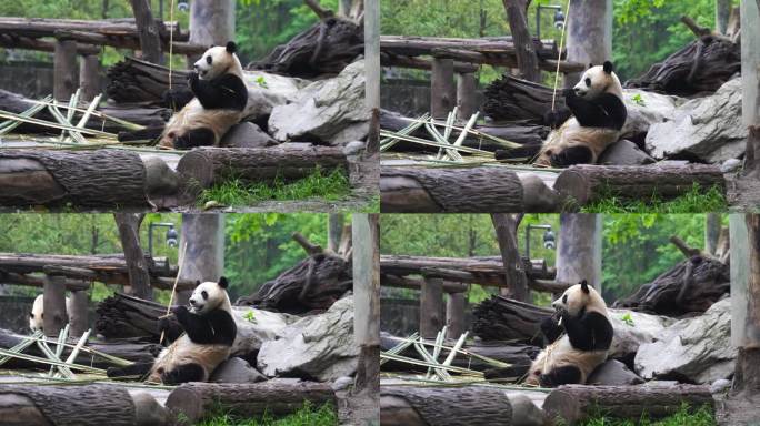 大熊猫躺着吃竹子熊猫吃竹笋