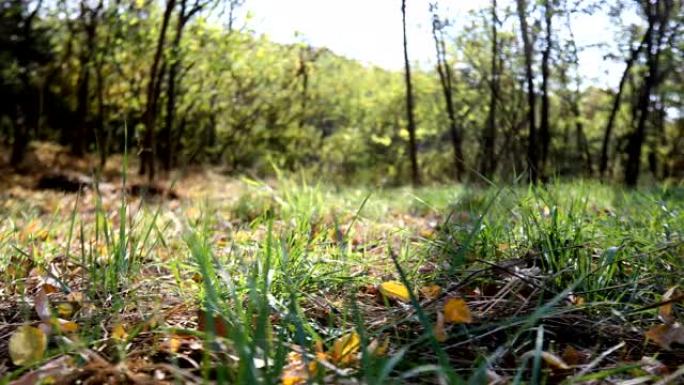 e forest.ca rpet草地上的一块小田。摄像机从左向右移动