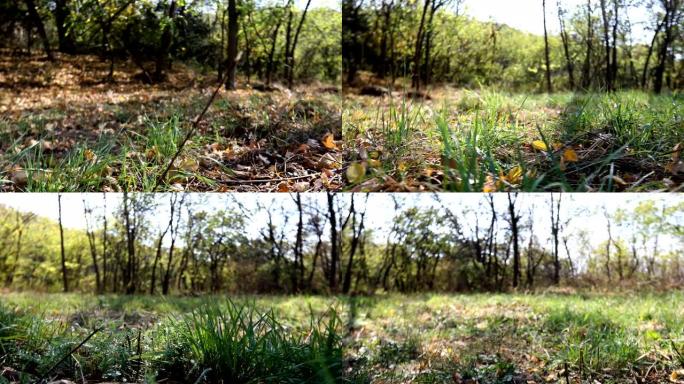 e forest.ca rpet草地上的一块小田。摄像机从左向右移动