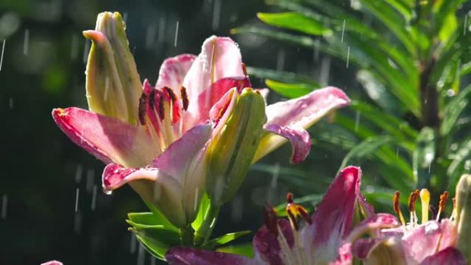 雨下的粉红色百合花