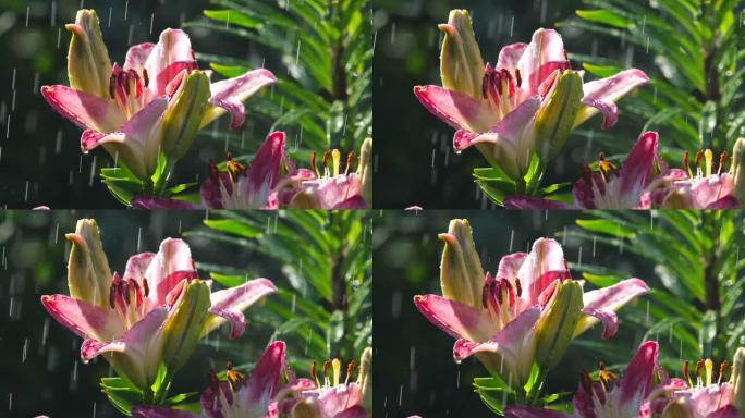 雨下的粉红色百合花