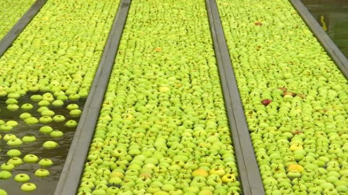 水果生产厂清洗苹果的过程