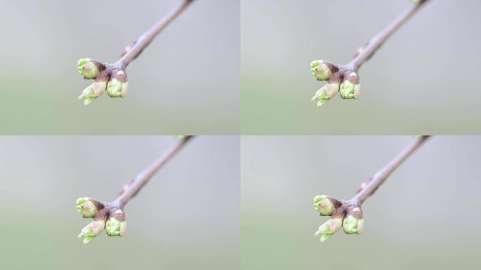 春天的苹果树芽