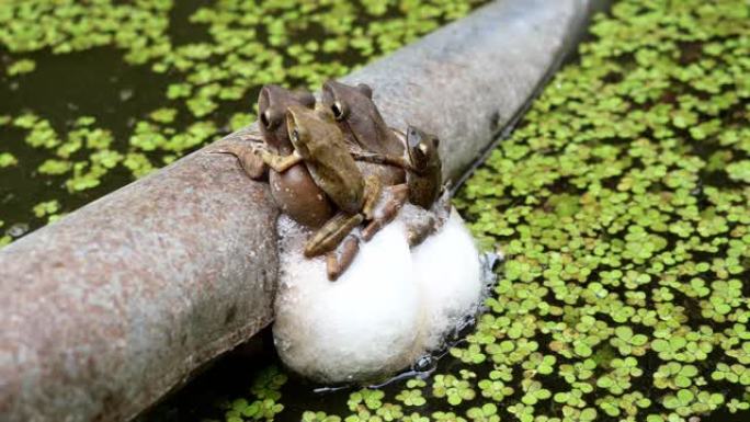 四只青蛙正在交配