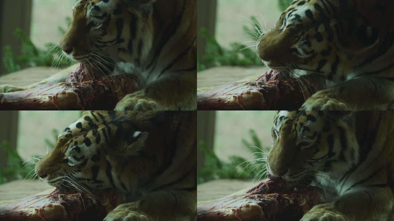 老虎吃肉