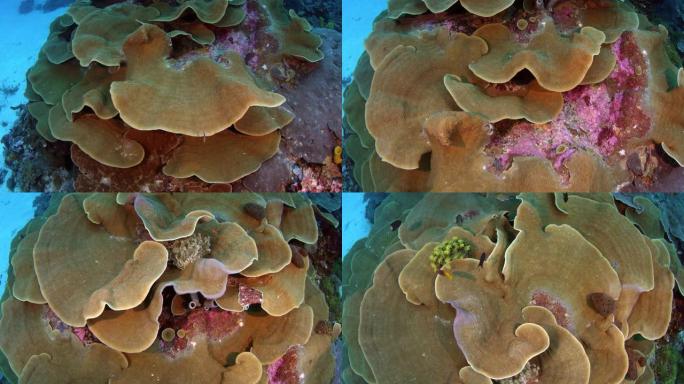大型珊瑚周围的摄像机跟踪