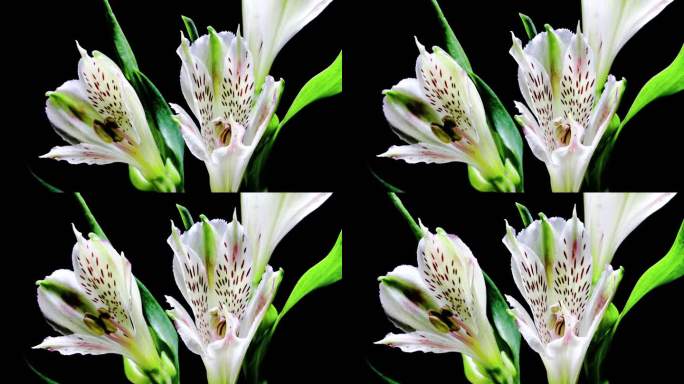 秘鲁百合 六出花 开花 延时摄影 白色